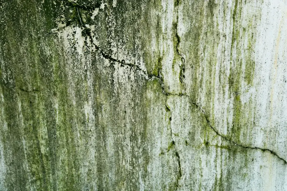 The Dryseek Story: Dedicated Mold Remediation in Fayetteville, NC